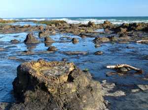 Petrified stumps on the Curio Bay tidal shelf.