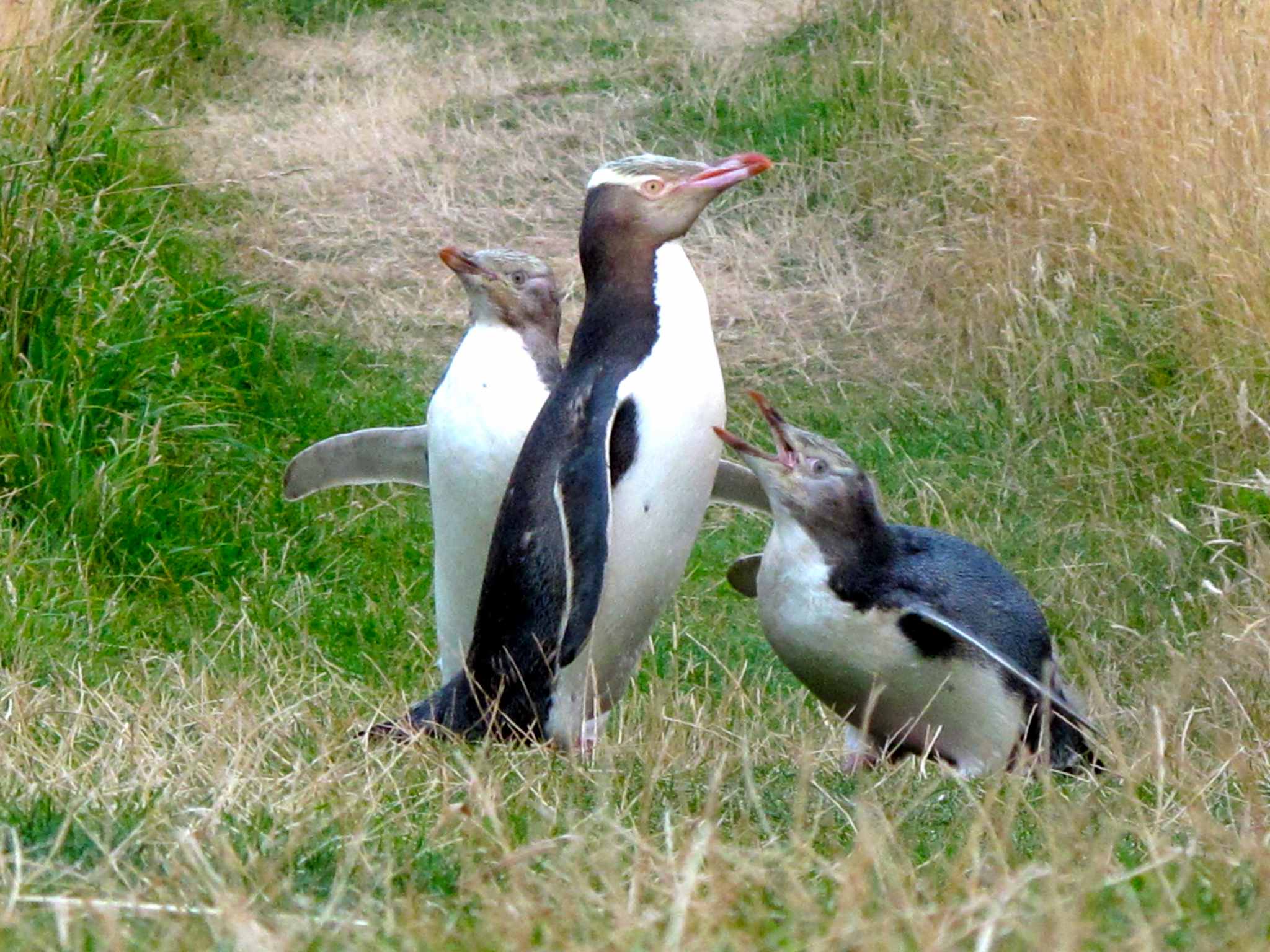 https://nzfrenzysouth.files.wordpress.com/2013/06/katiki-pt-penguin-family-hanging-out-on-the-human-walking-track-a-couple-hours-before-sunset.jpg